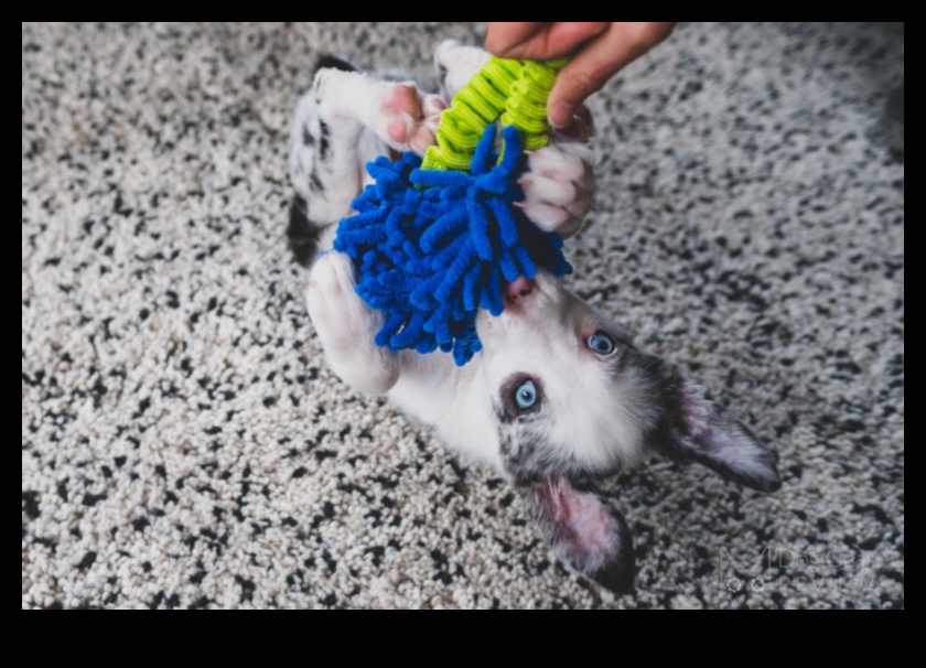 Oyuncak Zamanı Zaferleri: Köpekler ve Kediler İçin İlgi Çekici Oyun Fikirleri