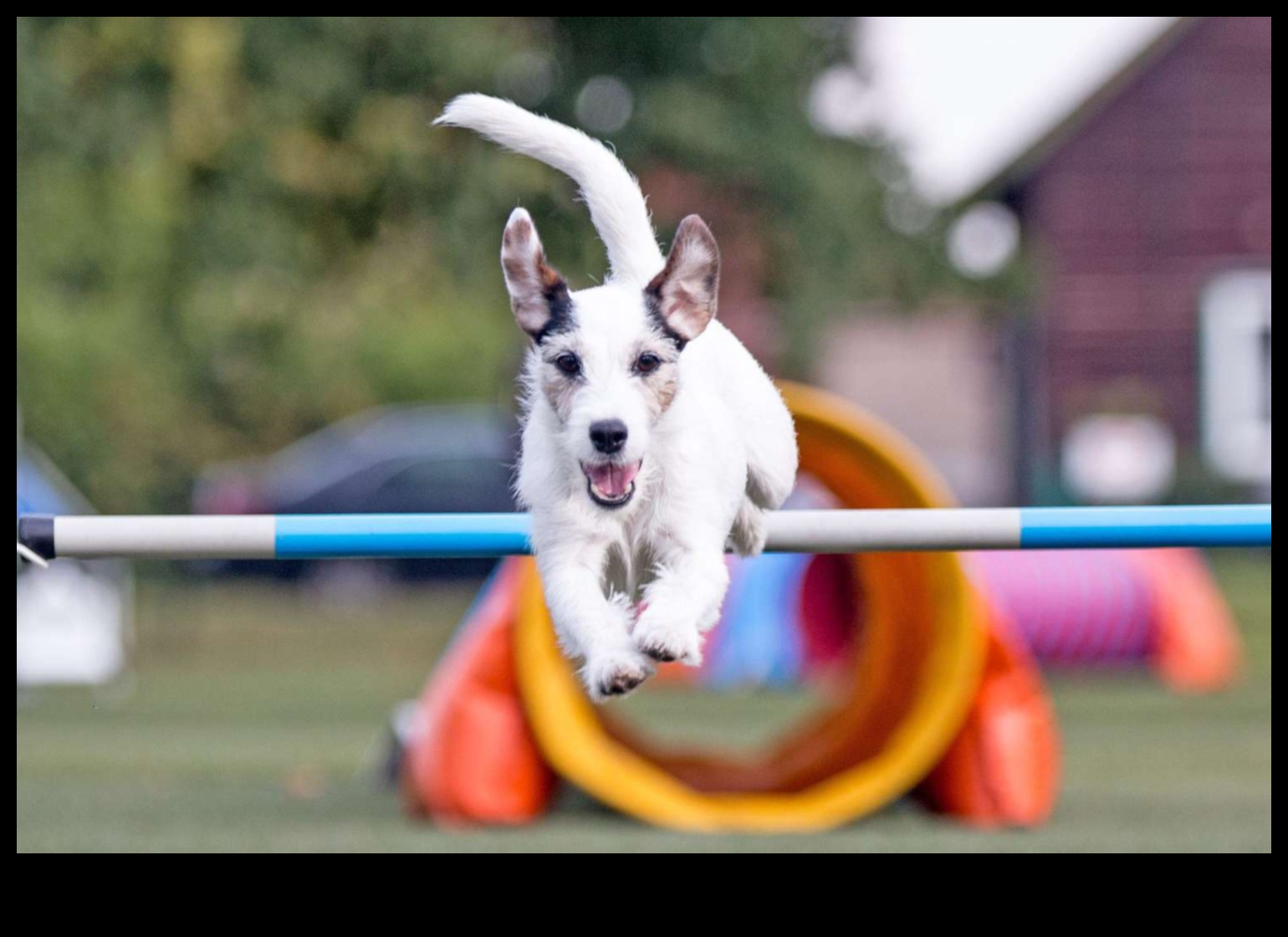 Patiler ve Oyun: Köpekler ve Sahipleri için Eğlenceli Aktiviteler